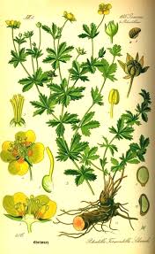 Attēlu rezultāti vaicājumam “Potentilla erecta bud”