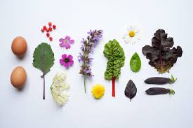 Attēlu rezultāti vaicājumam “Calamagrostis purpurea fruit”