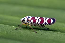 Attēlu rezultāti vaicājumam “Cicadellidae”