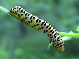 Attēlu rezultāti vaicājumam “Shargacucullia scrophulariae larva”