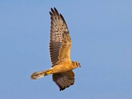 Attēlu rezultāti vaicājumam “Circus pygargus”