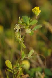 Attēlu rezultāti vaicājumam “Trifolium dubium leaf”