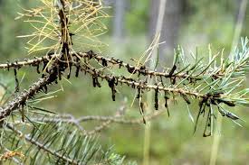 Attēlu rezultāti vaicājumam “Neodiprion sertifer larva”