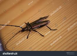 Attēlu rezultāti vaicājumam “Chrysanthia viridissima”