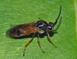 Attēlu rezultāti vaicājumam “Arge ustulata”