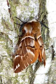 Attēlu rezultāti vaicājumam “Endromidae”