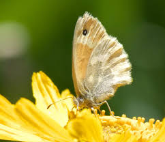 Attēlu rezultāti vaicājumam “Coenonympha tullia underside”