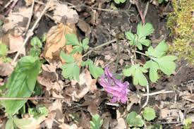 Attēlu rezultāti vaicājumam “Corydalis cava flower”