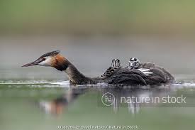 Attēlu rezultāti vaicājumam “Podiceps cristatus adult”