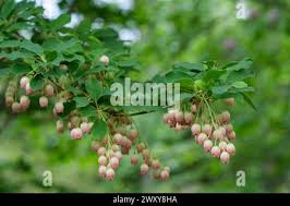 Attēlu rezultāti vaicājumam “Enkianthus chinensis flower”