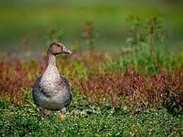 Attēlu rezultāti vaicājumam “Anser serrirostris adult”