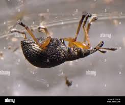 Attēlu rezultāti vaicājumam “Protapion sp.”