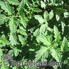 Attēlu rezultāti vaicājumam “Lycopersicon esculentum leaf”