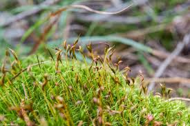 Attēlu rezultāti vaicājumam “Dicranella staphylina”