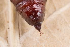 Attēlu rezultāti vaicājumam “Earophila badiata”