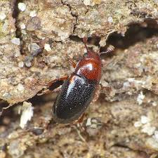 Attēlu rezultāti vaicājumam “Dacne bipustulata”