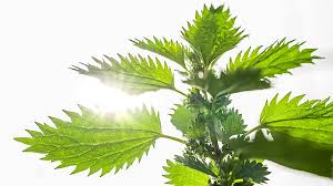 Attēlu rezultāti vaicājumam “Urtica urens leaf”