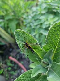 Attēlu rezultāti vaicājumam “Dictenidia bimaculata”