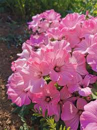Image result for Lavatera trimestris