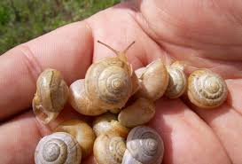 Attēlu rezultāti vaicājumam “Fruticola fruticum”