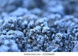 Attēlu rezultāti vaicājumam “Physarum confertum”