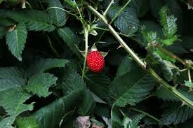 Attēlu rezultāti vaicājumam “Rubus illecebrosus”