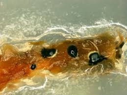 Attēlu rezultāti vaicājumam “Philonotis marchica sporophyte”