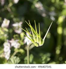 Attēlu rezultāti vaicājumam “Erodium cicutarium bud”