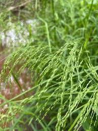 Attēlu rezultāti vaicājumam “Glyceria striata fruit”