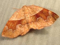 Attēlu rezultāti vaicājumam “Plagodis pulveraria”