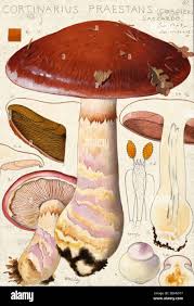 Attēlu rezultāti vaicājumam “Cortinarius praestans”