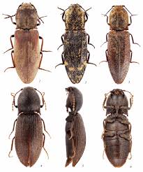 Attēlu rezultāti vaicājumam “Elateridae”