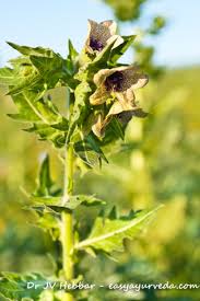 Attēlu rezultāti vaicājumam “Hyoscyamus niger fruit”