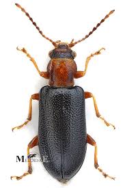 Attēlu rezultāti vaicājumam “Orsodacne cerasi”