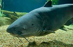 Image result for Ictalurus furcatus