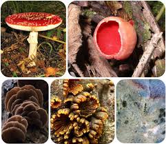 Attēlu rezultāti vaicājumam “fungi”