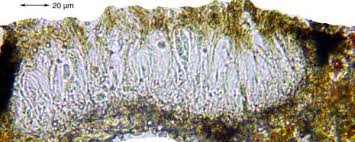 Attēlu rezultāti vaicājumam “Opegrapha rufescens”
