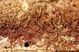 Attēlu rezultāti vaicājumam “Nowellia curvifolia”