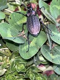 Attēlu rezultāti vaicājumam “Carabus granulatus”