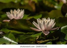 Attēlu rezultāti vaicājumam “Nymphaea alba flower”