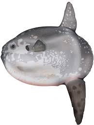 Image result for Mola alexandrini