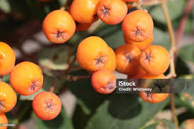Attēlu rezultāti vaicājumam “Sorbus aucuparia fruit”