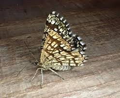 Attēlu rezultāti vaicājumam “Chiasmia clathrata”