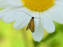 Attēlu rezultāti vaicājumam “Cauchas rufimitrella”