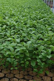 Attēlu rezultāti vaicājumam “Magnolia kobus”