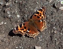 Attēlu rezultāti vaicājumam “Nymphalis xanthomelas upperside”