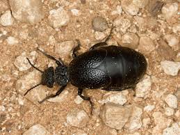 Attēlu rezultāti vaicājumam “Meloe sp.”