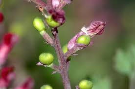 Image result for Fumaria officinalis