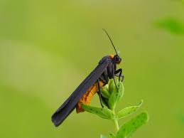 Attēlu rezultāti vaicājumam “Atolmis rubricollis”