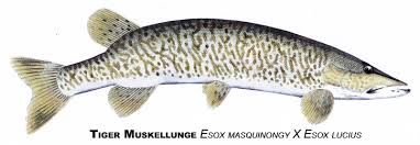 Image result for Esox masquinongy